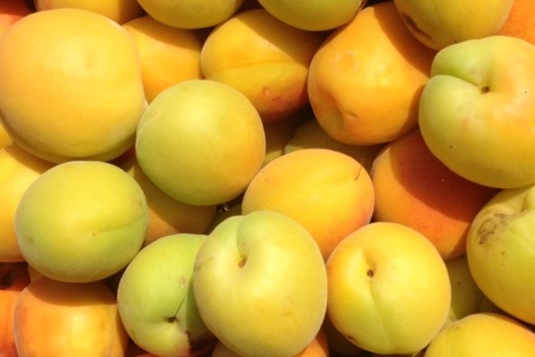 Apricots Albicocche Grecia Industria bebeko Skourtopoulos bros βερικοκα