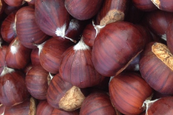 Greek Chestnuts Castagne Grecia Καστανα Βολιώτικα Skourtopoulos bros