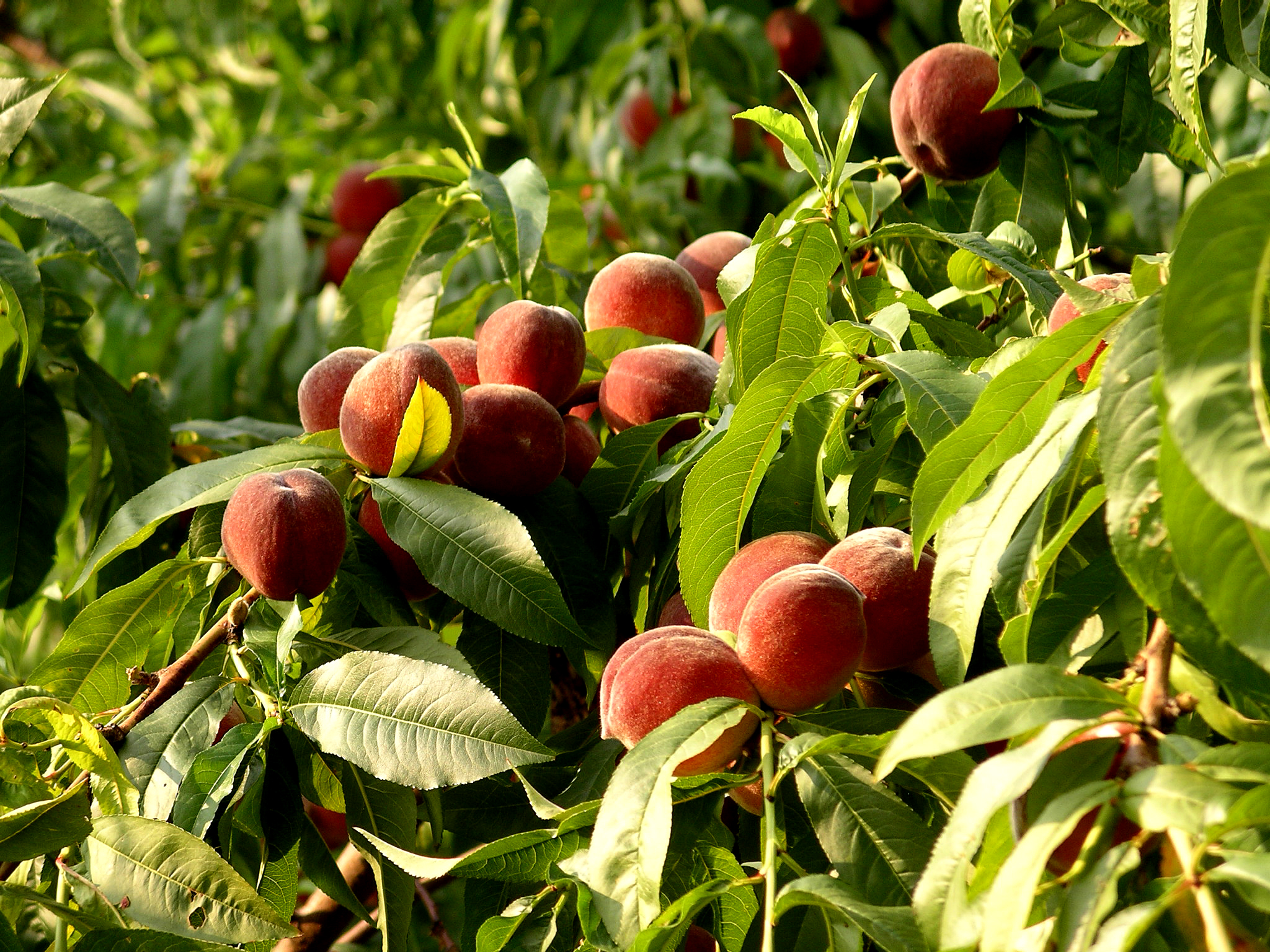 Peach tree Skourtopoulos Bros