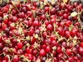 Cherries 2 Skourtopoulos Bros