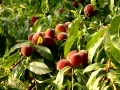 Peach tree Skourtopoulos Bros