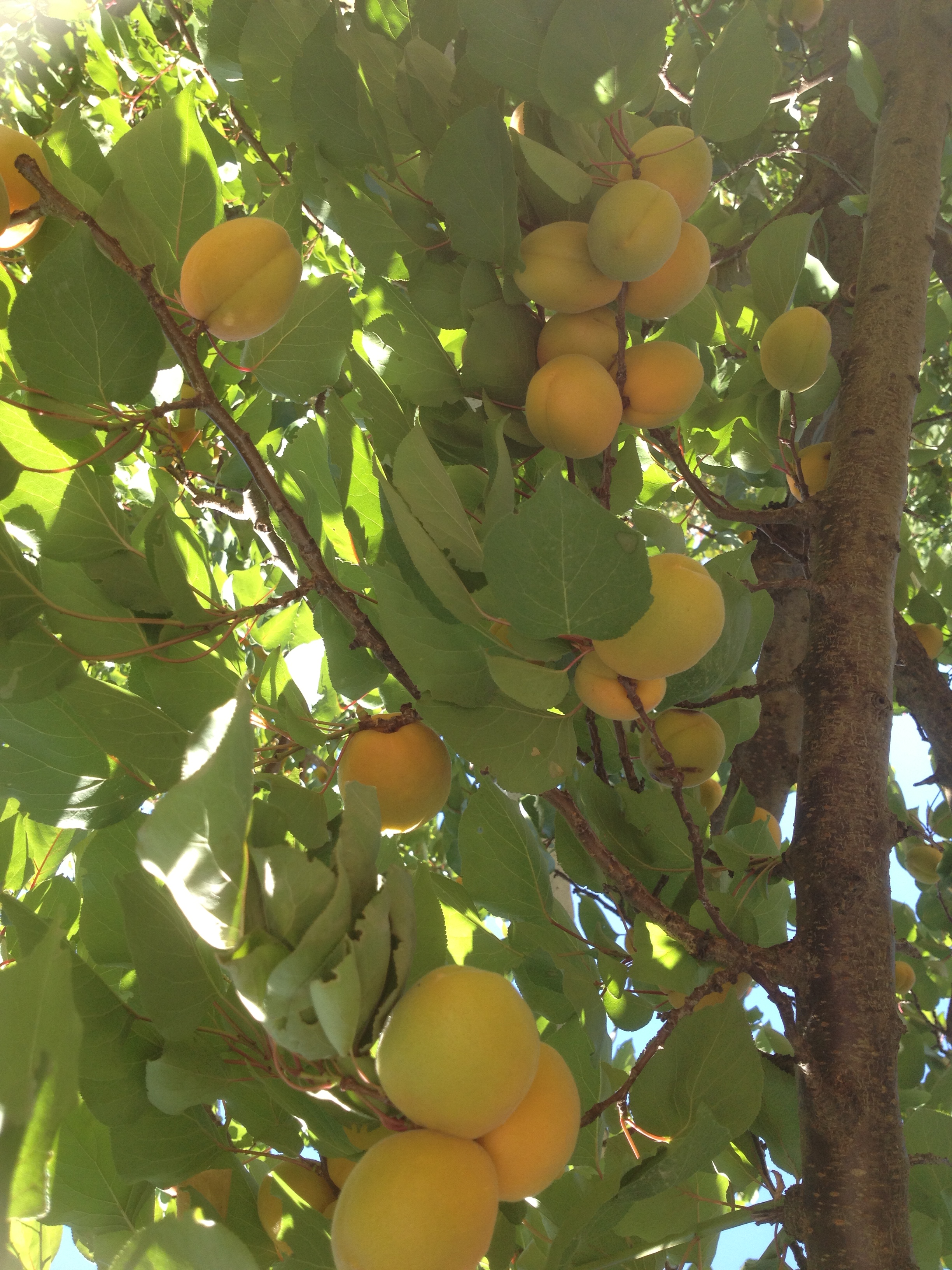 Apricot tree -Albero albicocca Skourtopoulos Bros