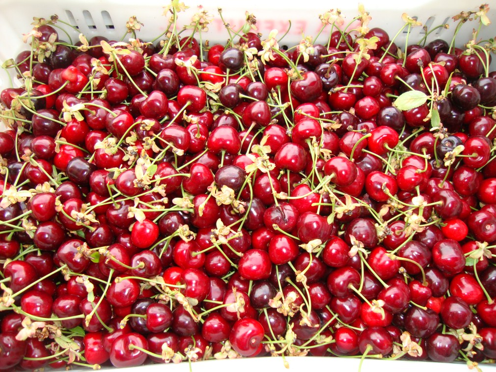 Cherries 2 Skourtopoulos Bros