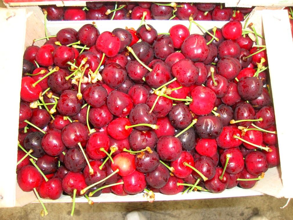 Cherries 4 Skourtopoulos Bros