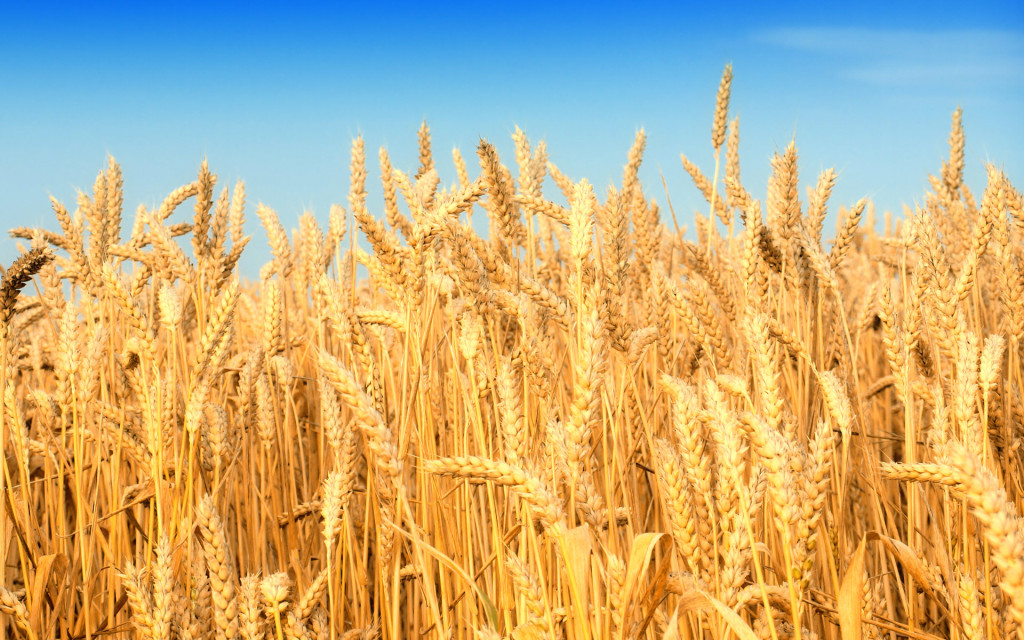 Grano - Wheat Skourtopoulos bros (1)
