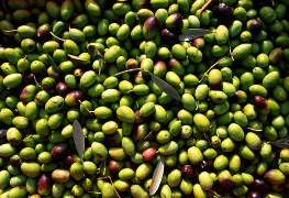 Olive