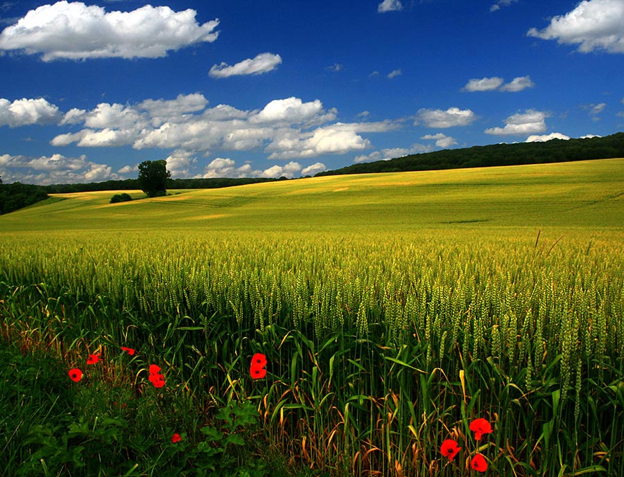 Soft Wheat land - Skourtopoulos bros (4)