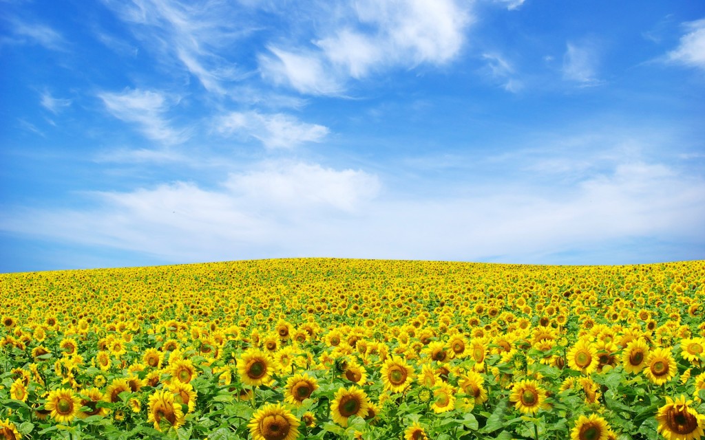 Sunflowers-Skourtopoulos Bros (6)
