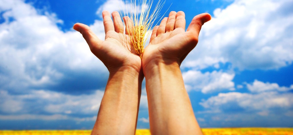 Wheat sky - skourtopoulos bros (9)