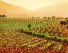 agricoltura