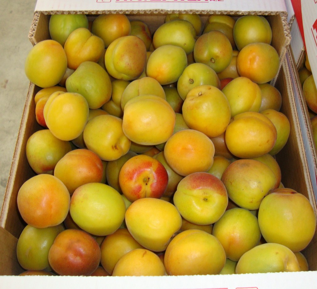 apricot 1 Albicocca Verikoko- Skourtopoulos Bros