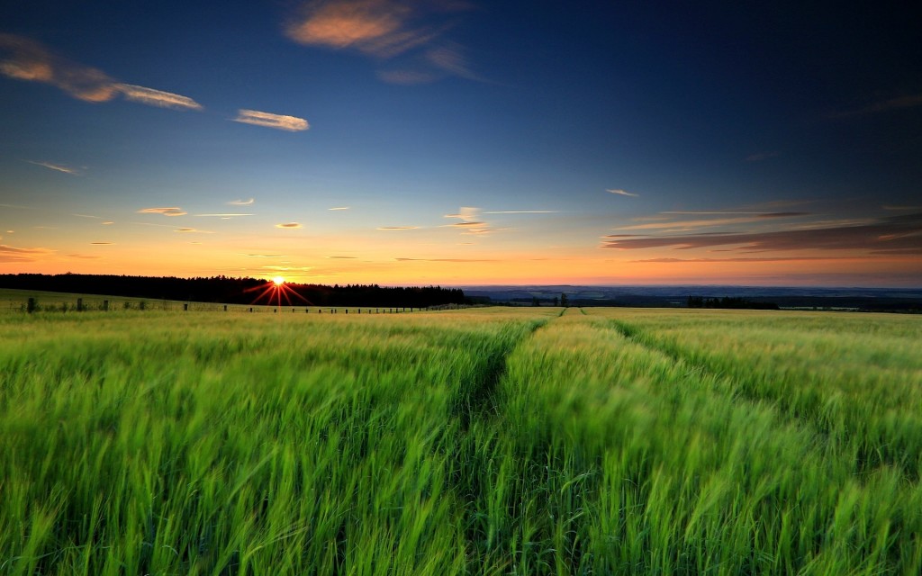 green grass wheat field  - Skourtopoulos bros (2)
