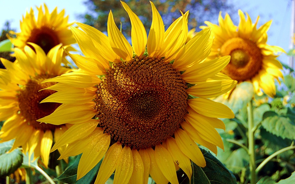 sunflower 2 - Skourtopoulos bros (5)