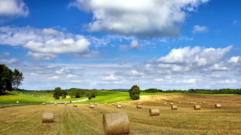 wheat field - skourtopoulos bros gp (8)